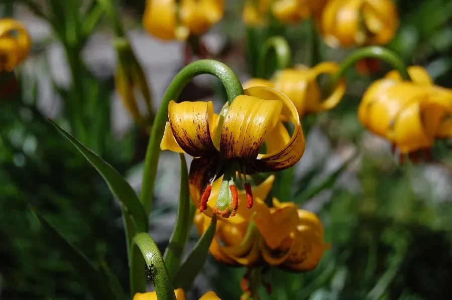 La carte Lilium bosniacum
