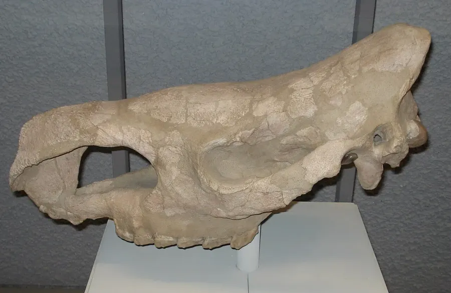 The Stephanorhinus kirchbergensis card