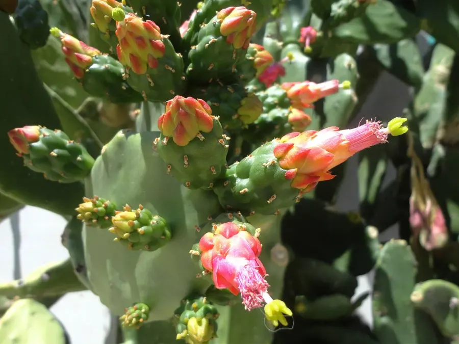 The Opuntia cochenillifera card