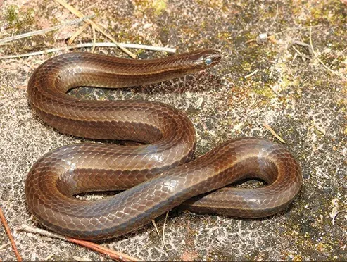 The Brazilian burrowing snake card