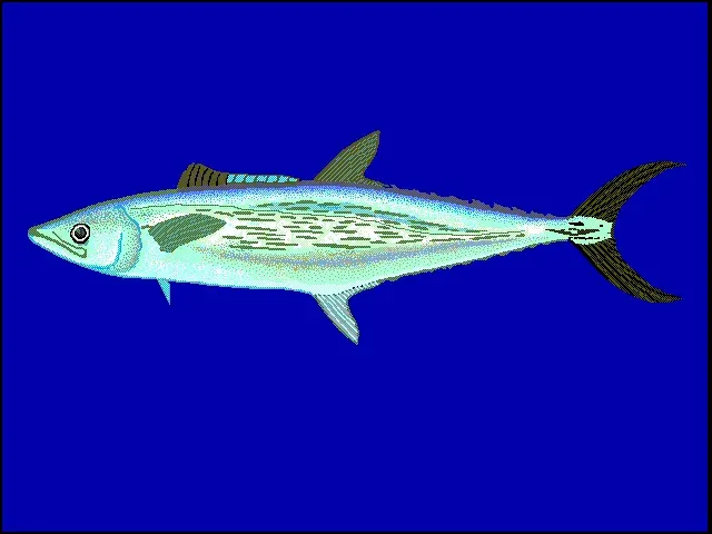The Streaked Spanish mackerel card