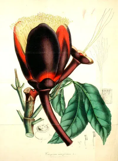 La carte Caryocar