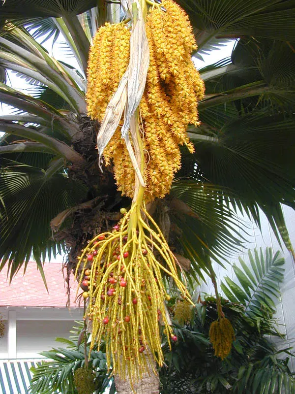 The Pritchardia card