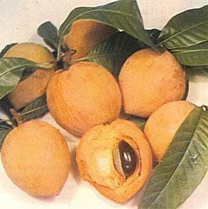 La carte Pouteria campechiana