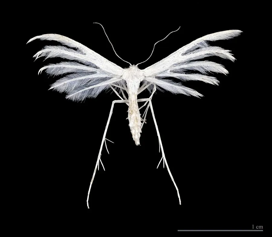 La carte Pterophorus pentadactyla