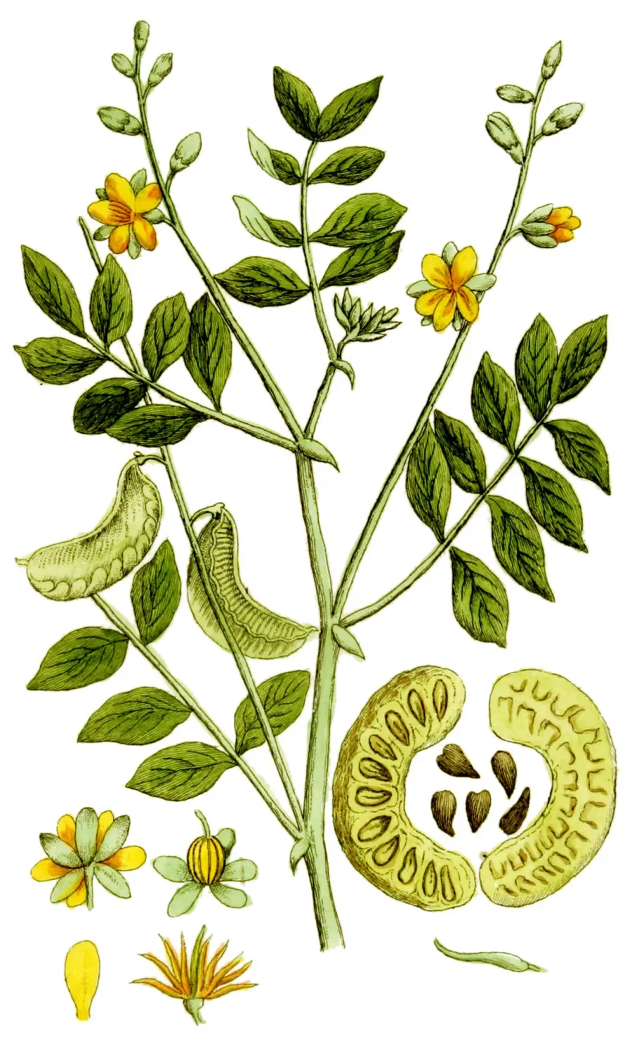La carte Senna