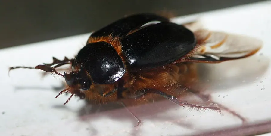 La carte Pleocomidae