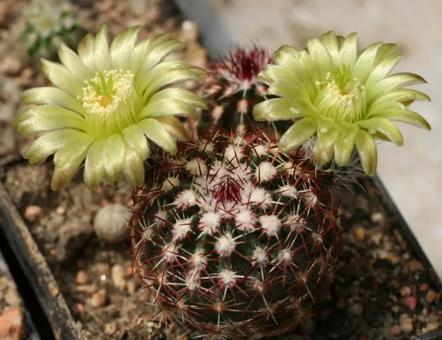 La carte Echinocereus