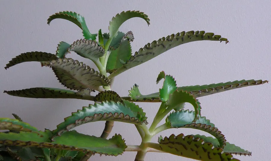La carte Kalanchoe daigremontiana