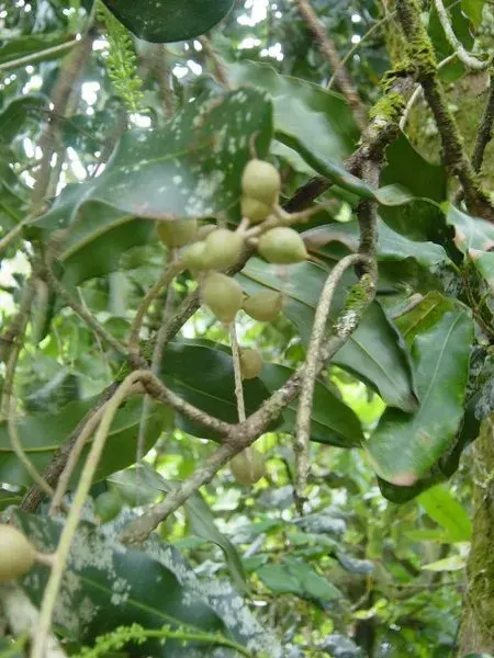 The Macadamia integrifolia card