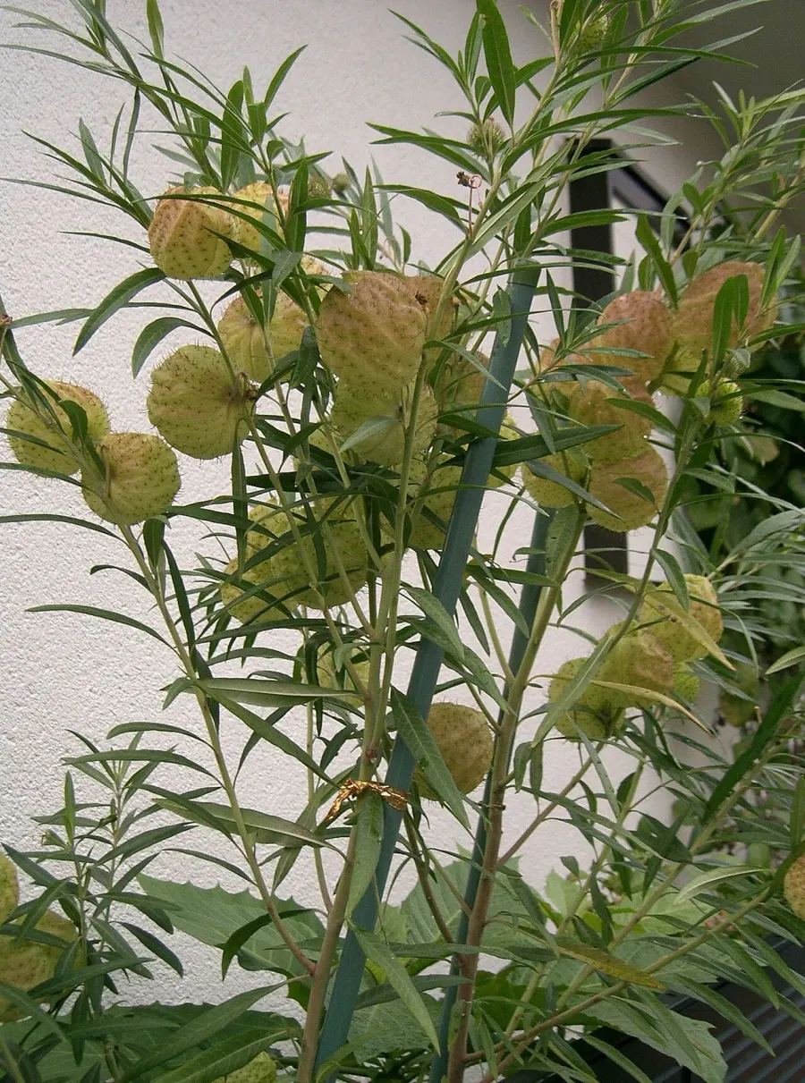 La carte Asclepias physocarpa