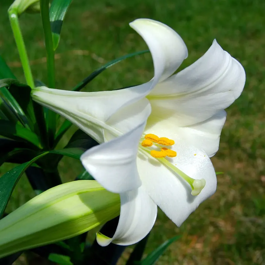 The Lilium longiflorum card