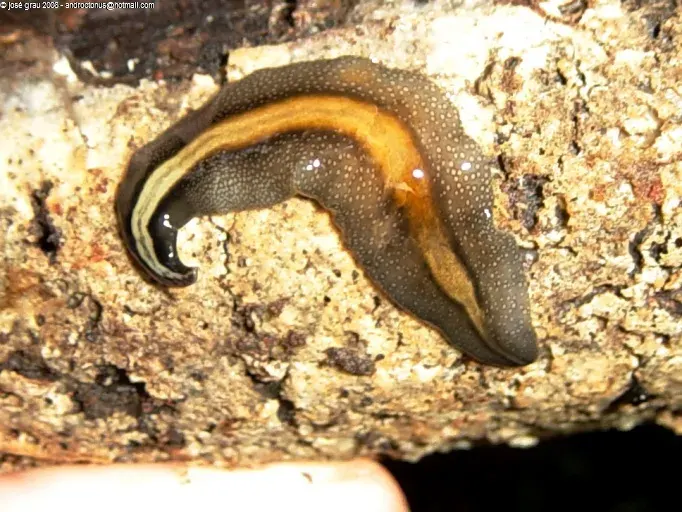 La carte Geoplanidae