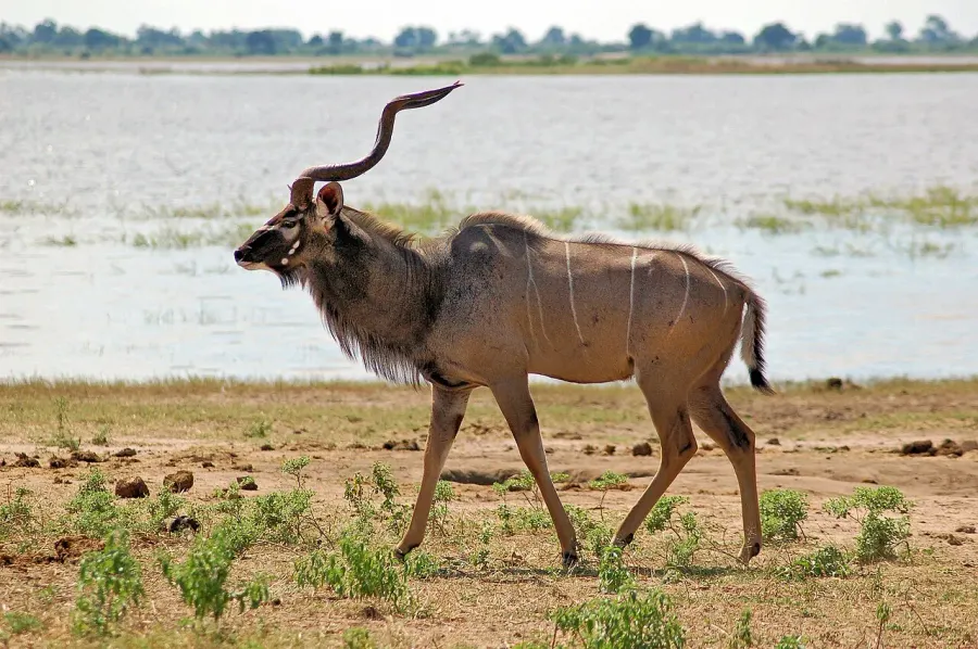 La carte Tragelaphus