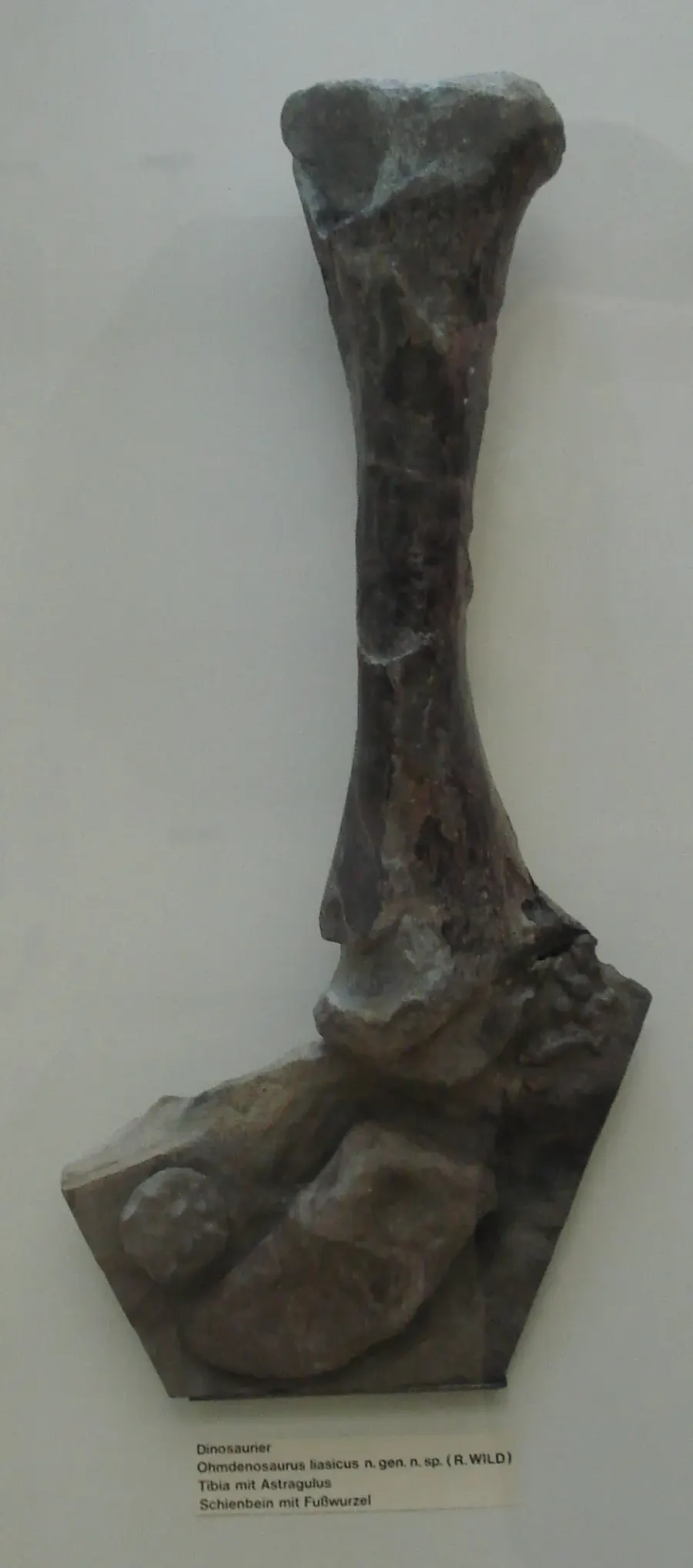 La carte Ohmdenosaurus