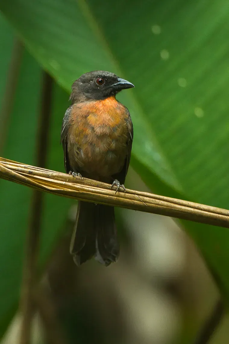 The Black-cheeked ant tanager card