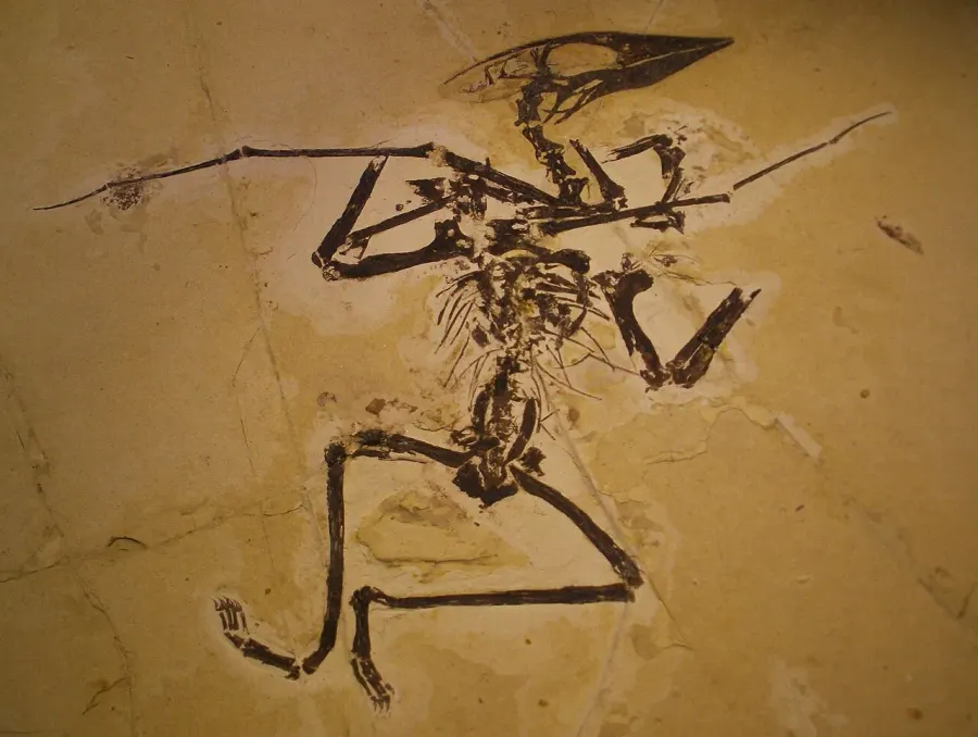 La carte Sinopterus