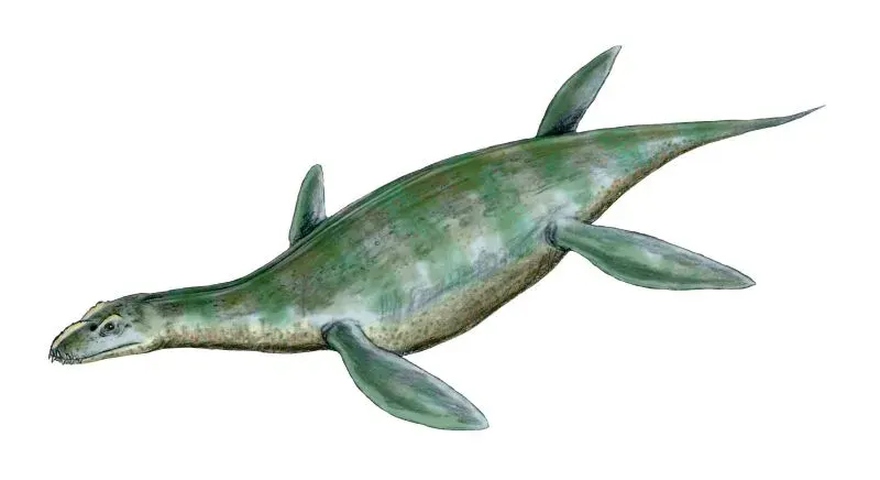 La carte Umoonasaurus