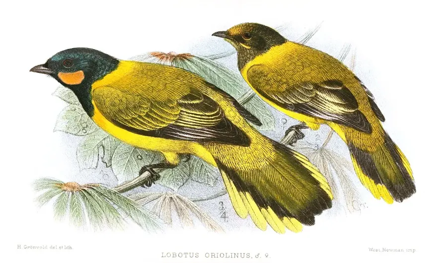 The Eastern wattled cuckooshrike card