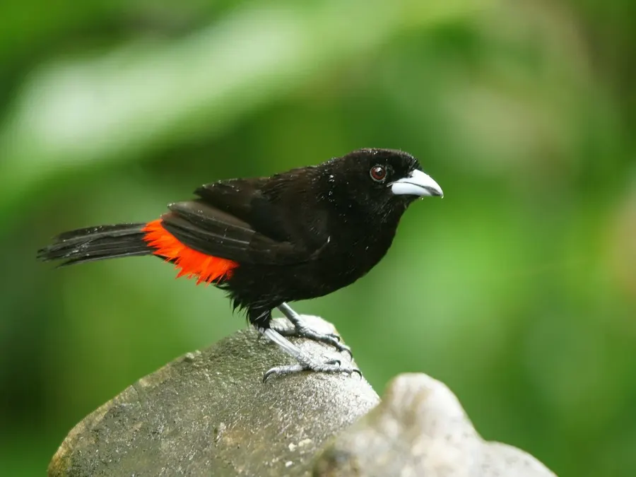 The Scarlet-rumped tanager card