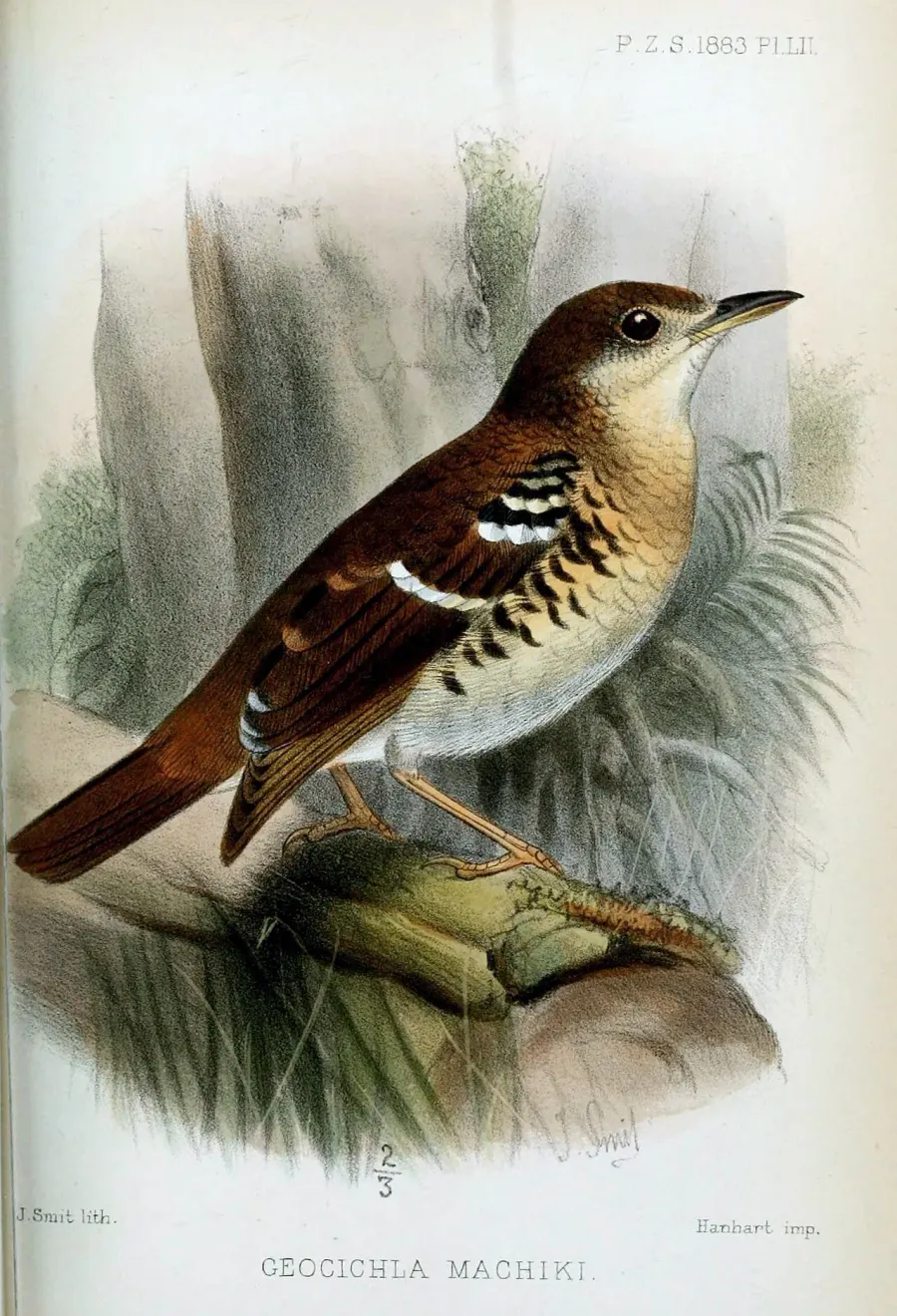 The Fawn-breasted thrush card