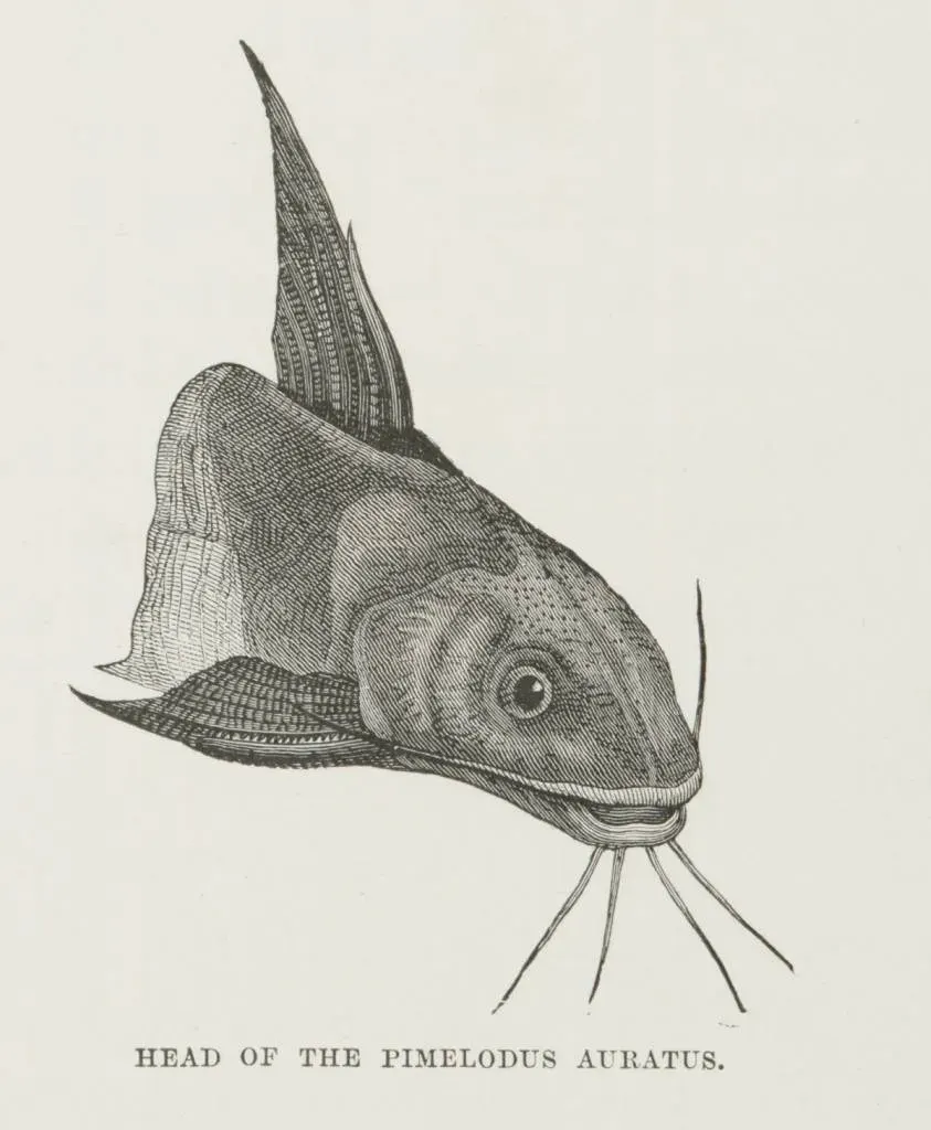 La carte Chrysichthys
