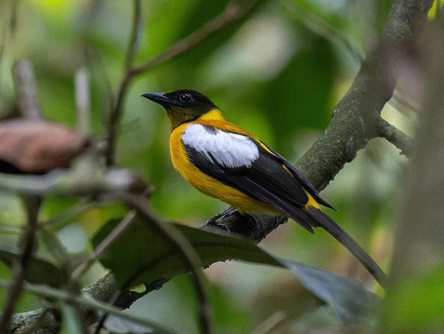 The White-winged shrike-tanager card