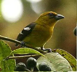 The White-winged tanager card
