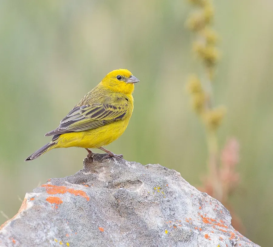 The Stripe-tailed yellow finch card