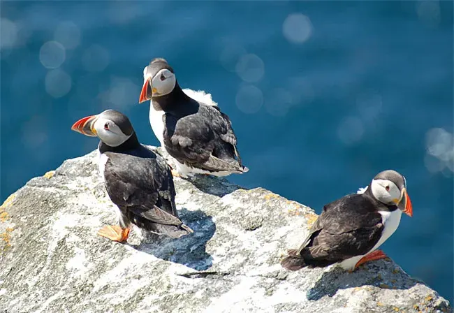 The Puffin card