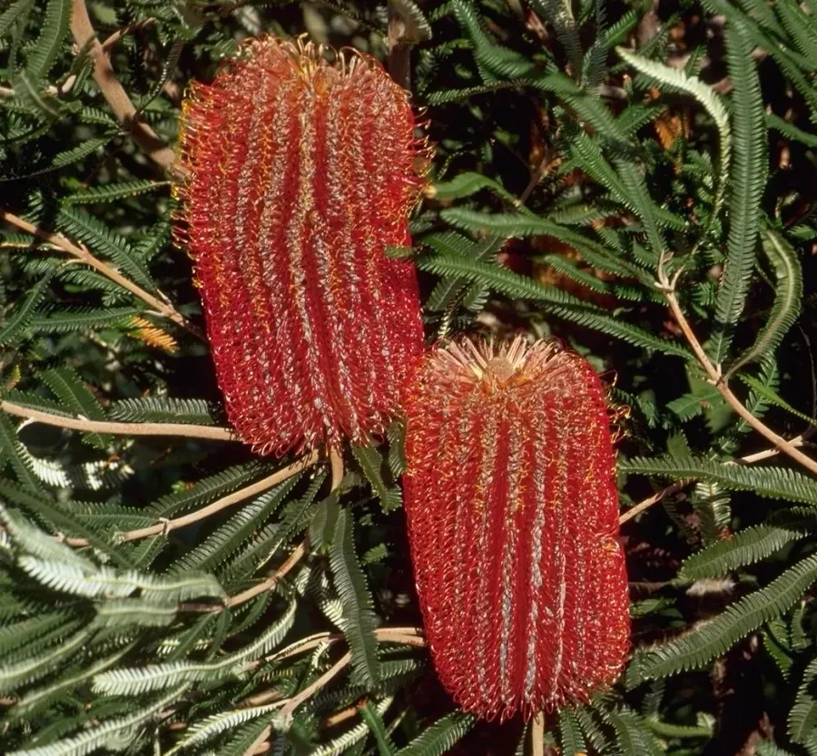 La carte Banksia brownii