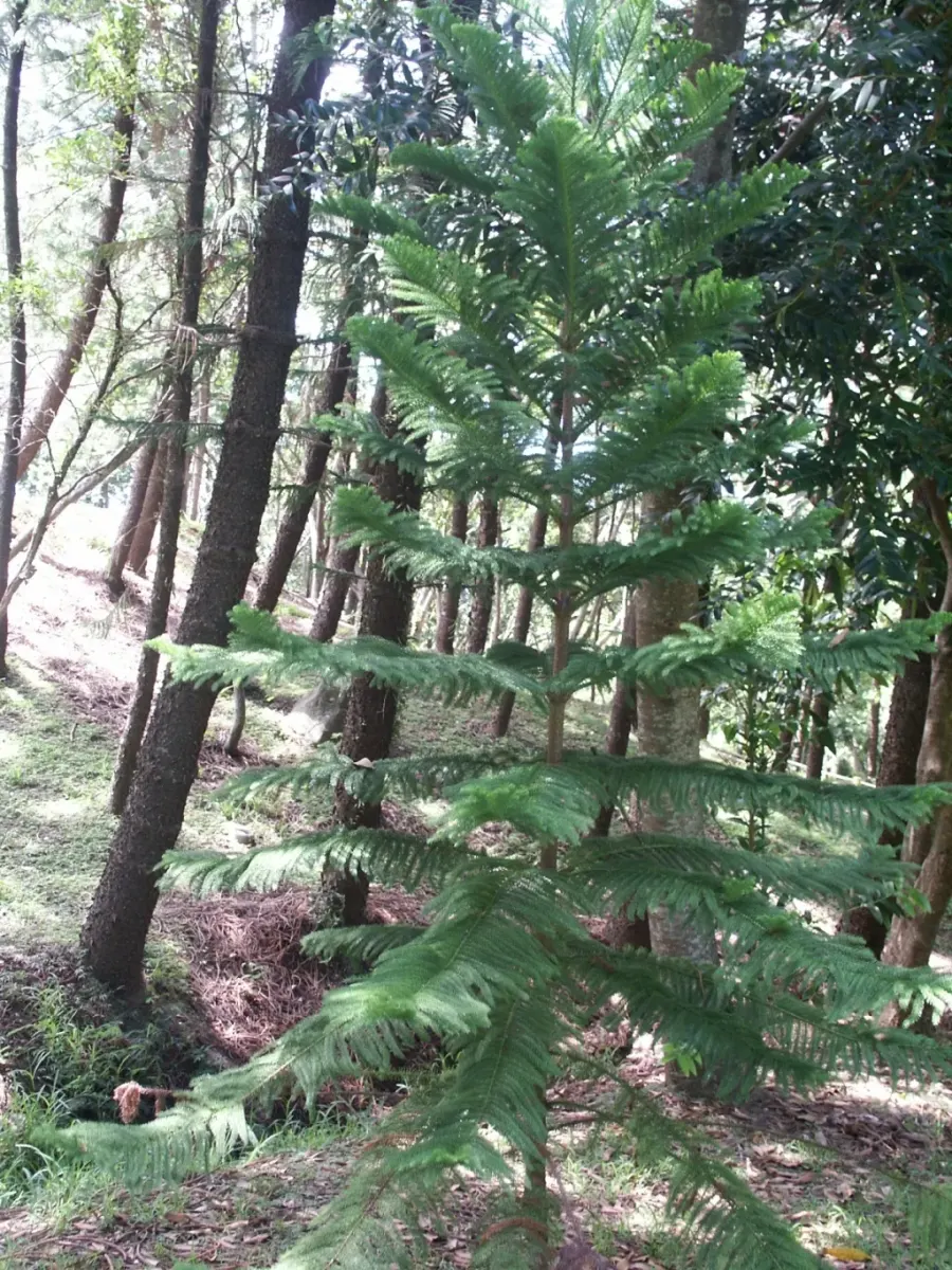La carte Araucaria nemorosa
