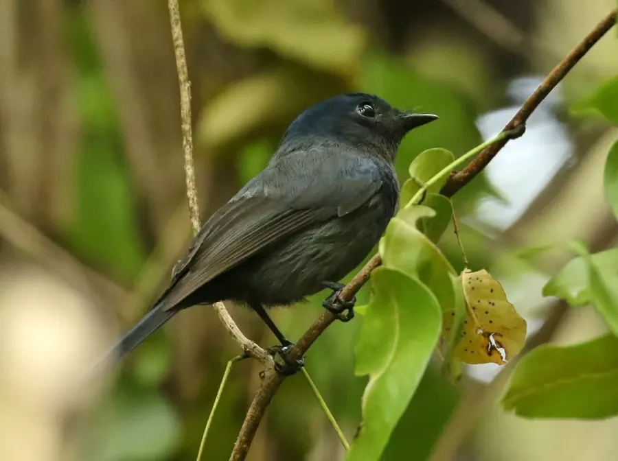 The Pohnpei flycatcher card