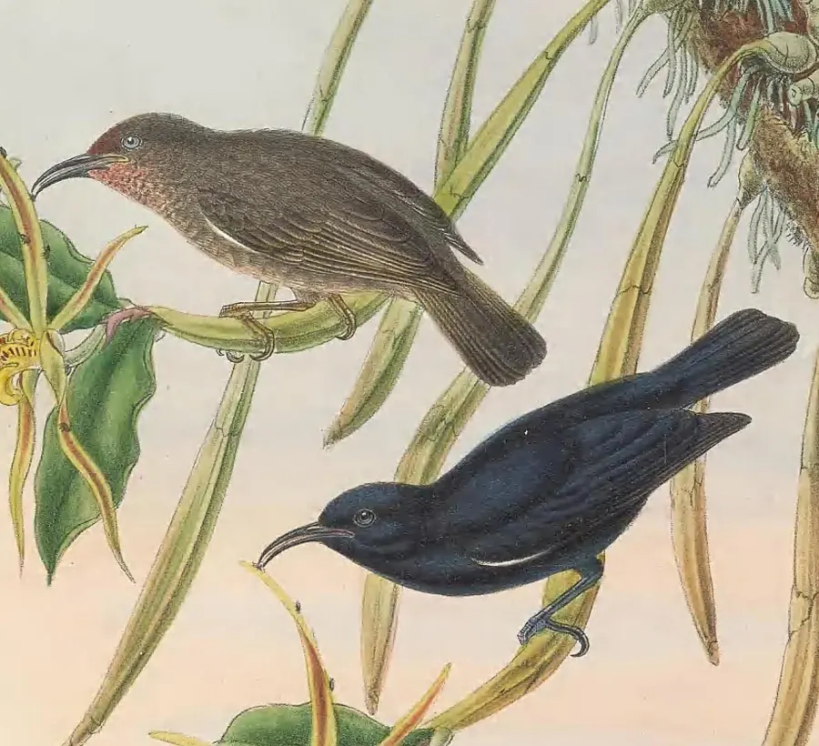 La carte Myzomèle noir