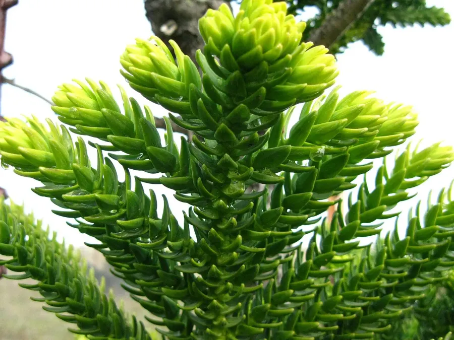La carte Araucaria laubenfelsii