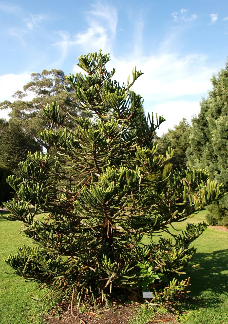 La carte Araucaria montana