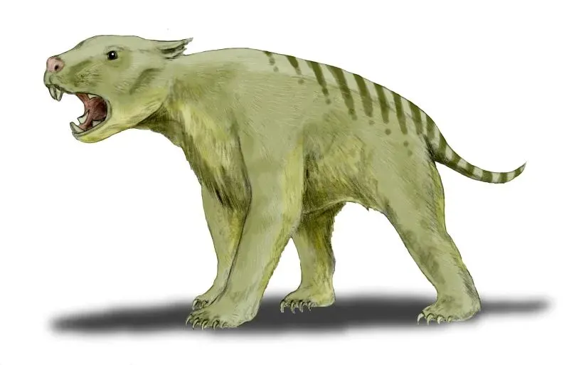 The Thylacoleo card