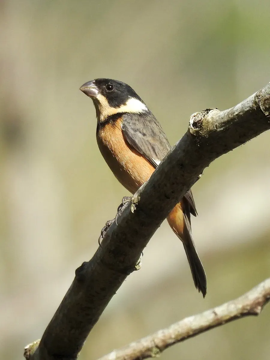 The Cinnamon-rumped seedeater card