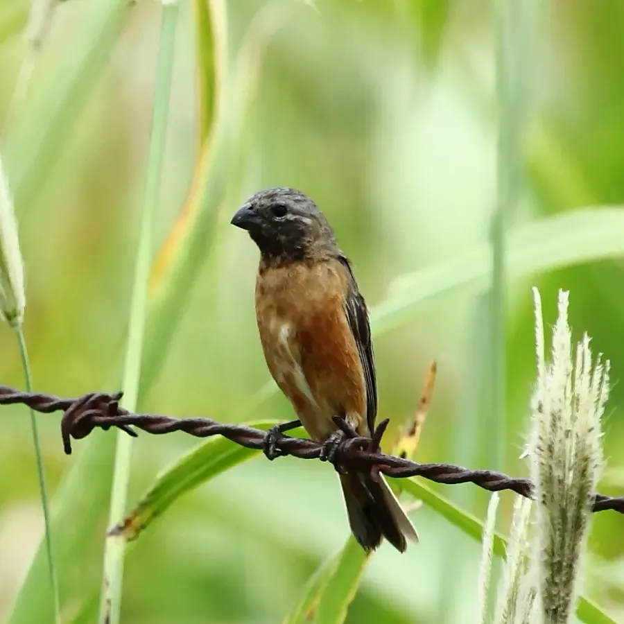 The Dark-throated seedeater card
