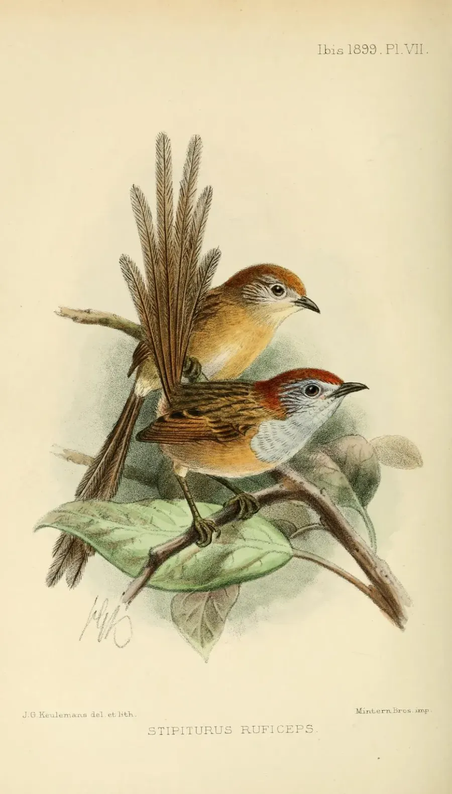 The Rufous-crowned emu-wren card