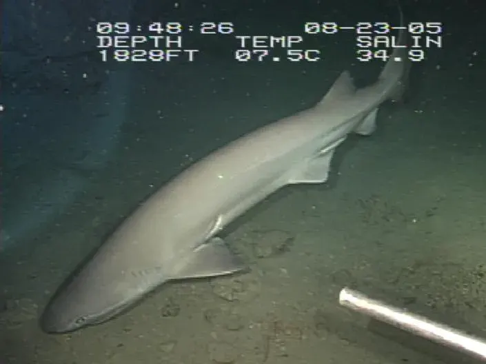 The Bluntnose sixgill shark card