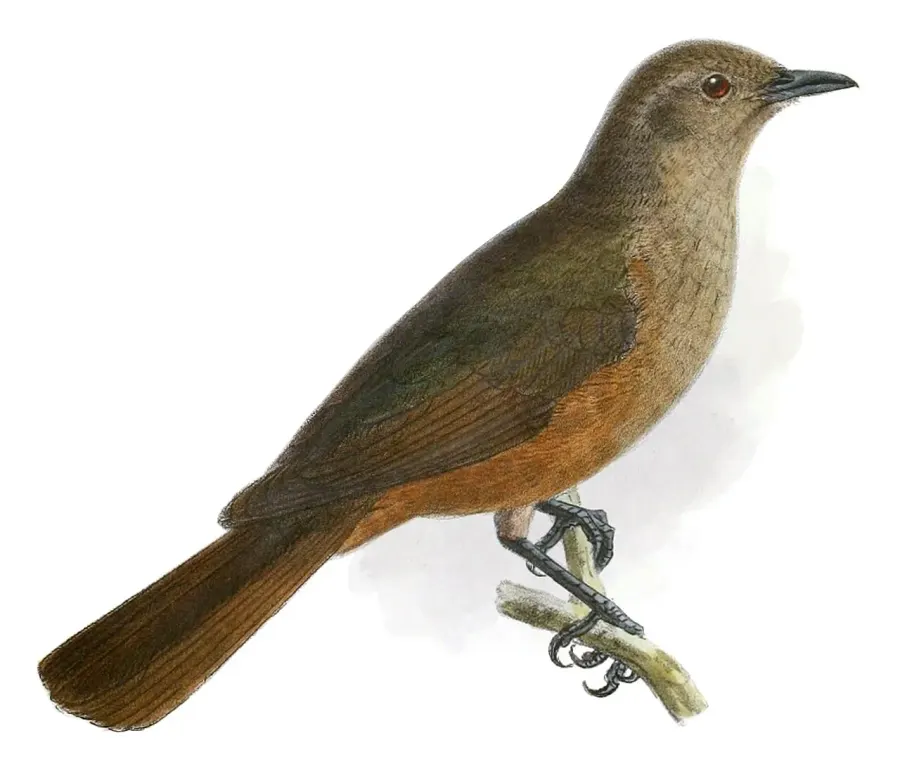 The Sandstone shrikethrush card