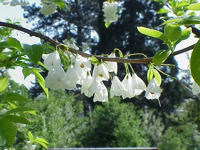 La carte Halesia carolina