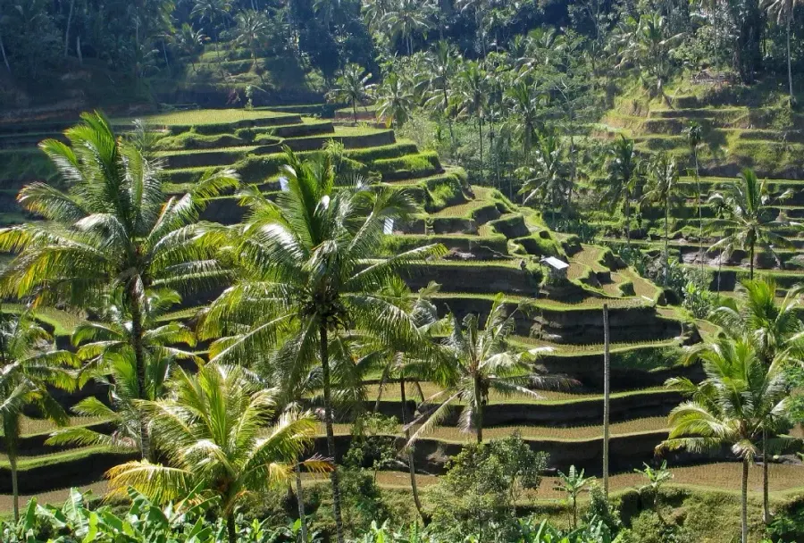 La carte Bali