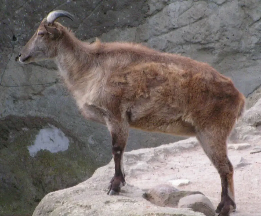 The Tahr card