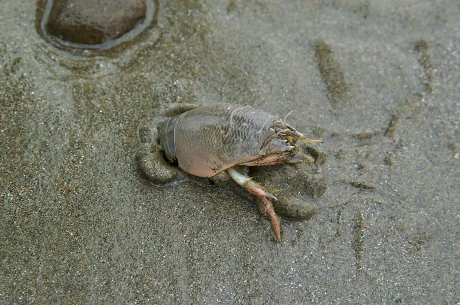 The Hippidae card