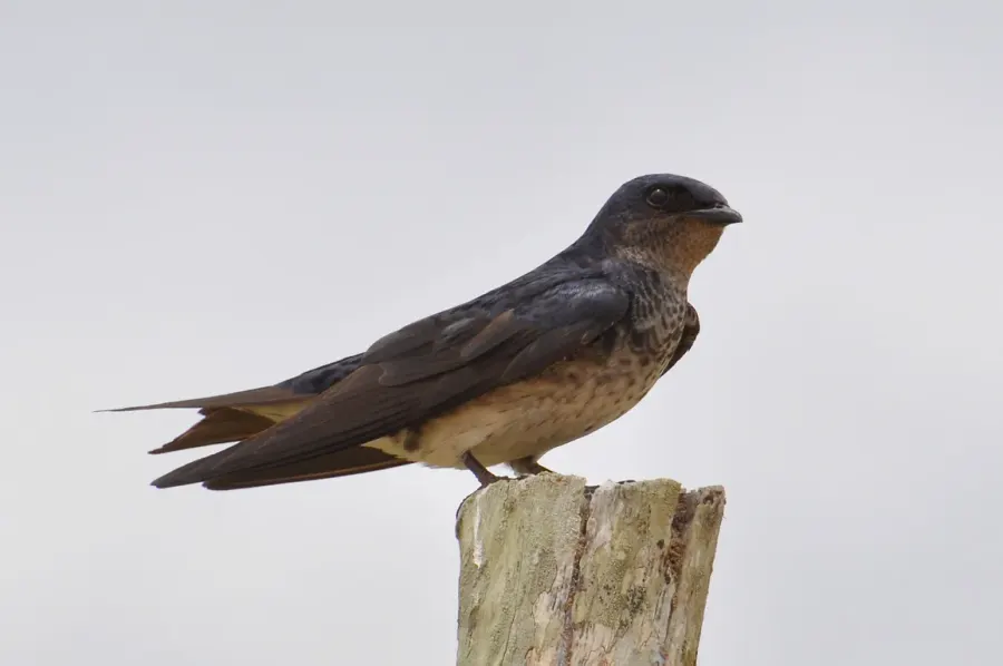 The Grey-breasted martin card