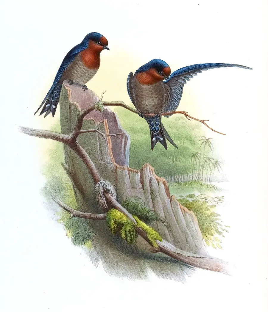 La carte Hirondelle des Nilgiri