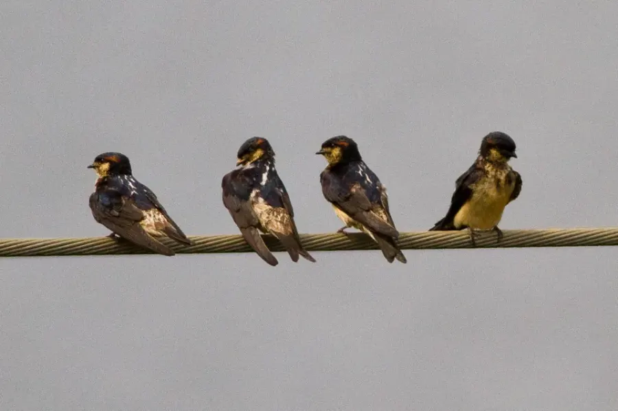 The Preuss's cliff swallow card