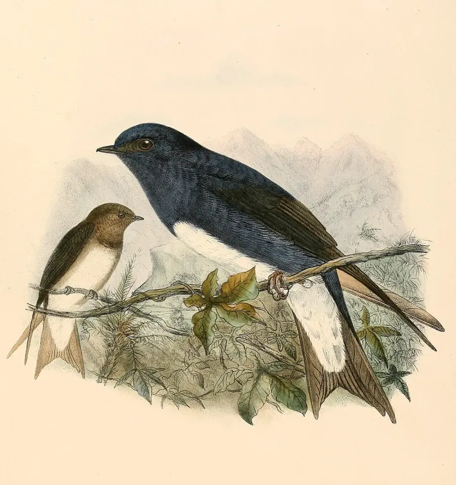 The Caribbean martin card